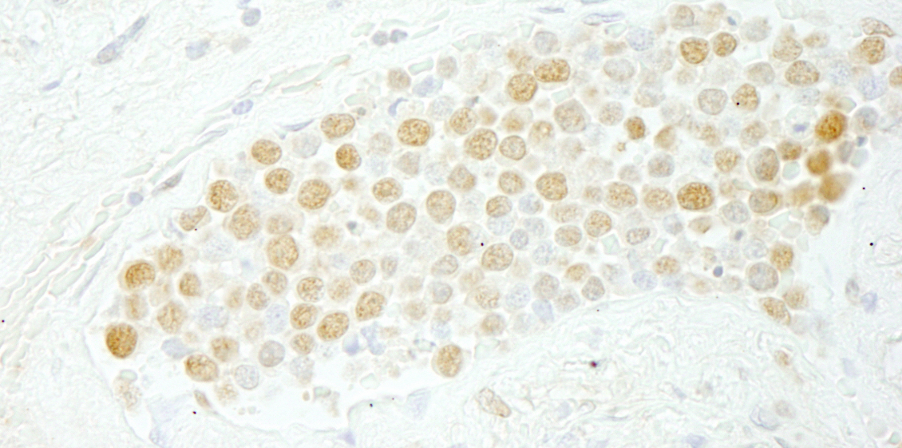 Rabbit anti-CDC5L IHC Antibody