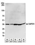 Detection of human and mouse GAPDH by western blot.