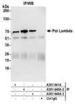 Detection of human Pol Lambda by western blot of immunoprecipitates.