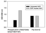 Human Phospho-ERK1 (T202/Y204) + ERK2 (T185/Y187) and Total ERK1/2 ELISA Kit Typical Data