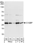 Detection of human and mouse C1QBP by western blot.