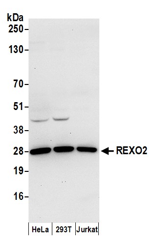 Detection of human REXO2 by western blot.