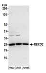 Detection of human REXO2 by western blot.