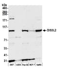 Detection of human DIS3L2 by western blot.