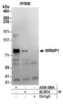 Detection of human WRNIP1 by western blot of immunoprecipitates.