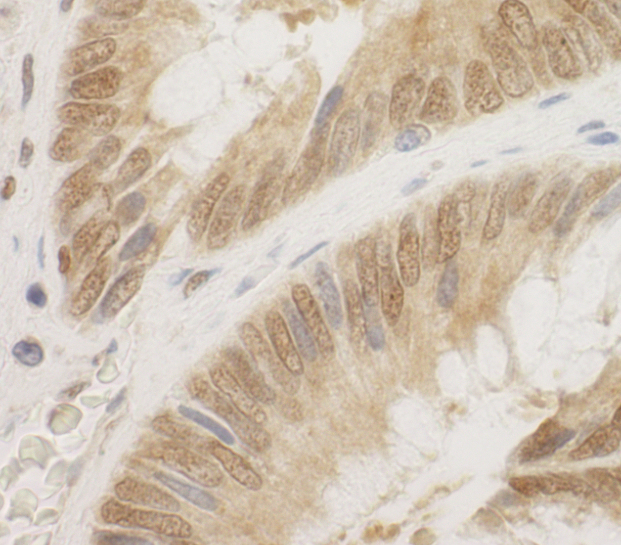 Rabbit anti-CDC6 IHC Antibody