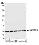 Detection of human HSD17B10 by western blot.