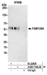 Detection of human FAM126A by western blot of immunoprecipitates.