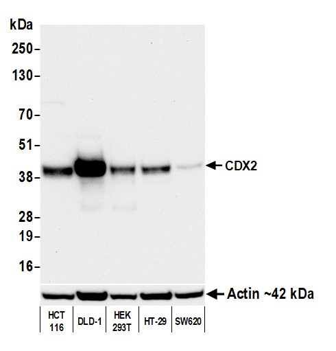 Mouse anti-CDX2 Monoclonal Antibody [BC39]