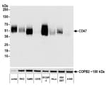 Detection of human CD47 by western blot.