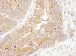 Detection of mouse RPS5 by immunohistochemistry.
