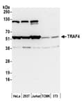 Detection of human and mouse TRAF4 by western blot.