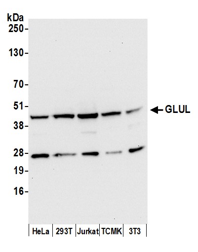 Detection of human and mouse GLUL by western blot.