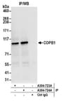Detection of human COPB1 by western blot of immunoprecipitates.