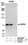Detection of human SRP68 by western blot of immunoprecipitates.