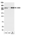 Detection of mouse CHD8 by western blot.
