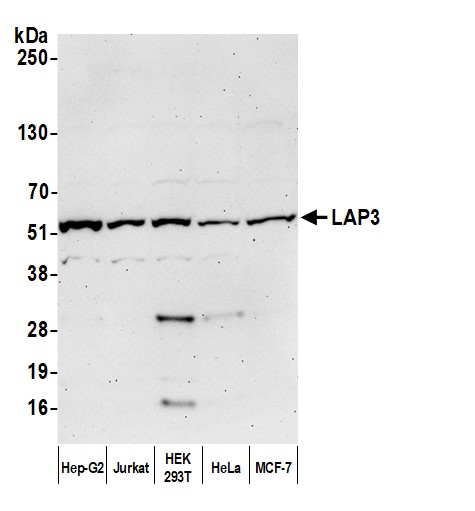 Rabbit anti-LAP3 Antibody, Affinity Purified