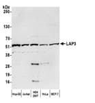 Detection of human LAP3 by western blot.