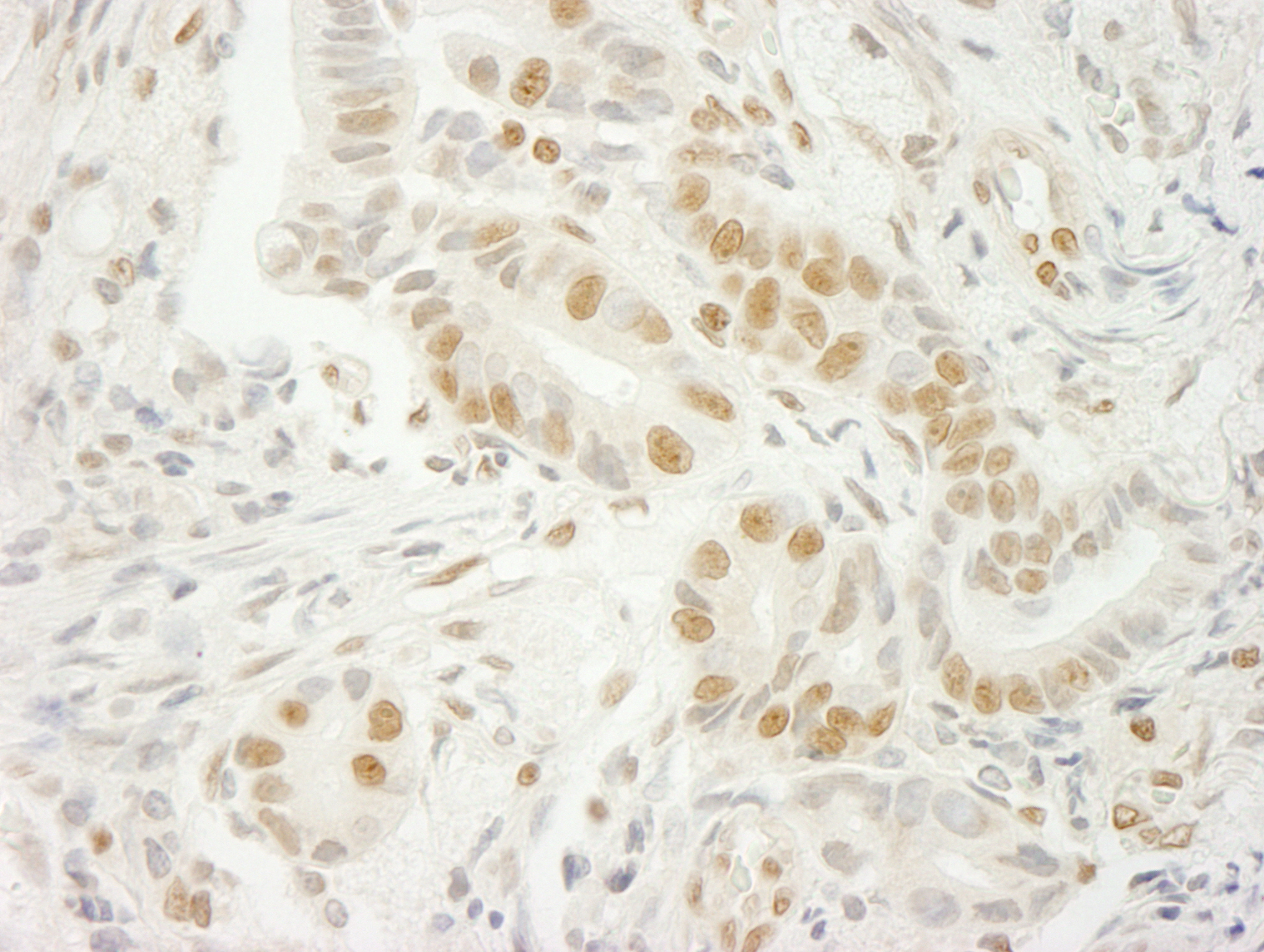 Rabbit anti-U2AF35 IHC Antibody