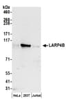 Detection of human LARP4B by western blot.