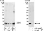 Detection of human COX4 by western blot and immunoprecipitation.