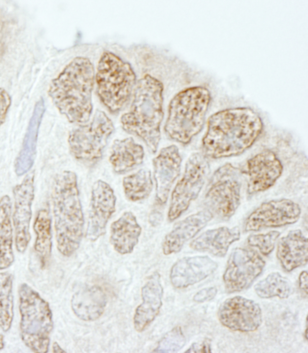 Rabbit anti-Drosha IHC Antibody