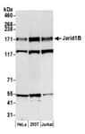 Detection of human JARID1B by western blot.