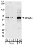 Detection of human CDC25c by western blot.
