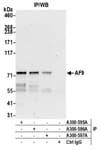 Detection of human AF9 by western blot of immunoprecipitates.