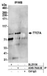 Detection of human TTC7A by western blot of immunoprecipitates.