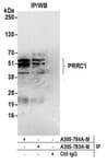 Detection of human PRRC1 by western blot of immunoprecipitates.