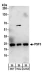Detection of human PSF3 by western blot.