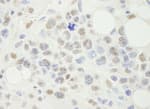 Detection of mouse NF-YA by immunohistochemistry.
