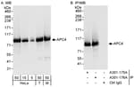 Detection of human and mouse APC4 by western blot (h&amp;m) and immunoprecipitation (h).