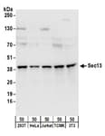 Detection of human and mouse Sec13 by western blot.