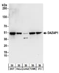 Detection of human and mouse DAZAP1 by western blot.