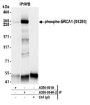Detection of human phospho-BRCA1 (S1280) by western blot of immunoprecipitates.
