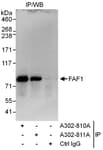 Detection of human FAF1 by western blot of immunoprecipitates.
