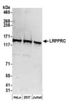Detection of human LRPPRC by western blot.