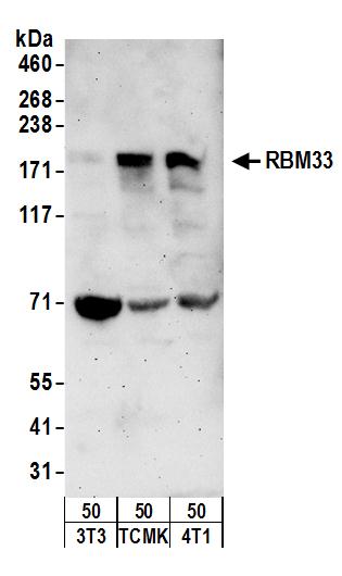 Detection of mouse RBM33 by western blot.