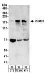 Detection of mouse RBM33 by western blot.