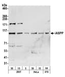 Detection of human and mouse iASPP by western blot.