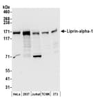 Detection of human and mouse Liprin-alpha-1 by western blot.