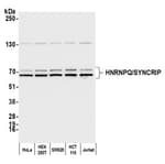 Detection of human HNRNPQ/SYNCRIP by western blot.