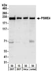 Detection of human PSME4 by western blot.