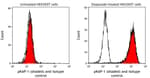 Detection of human phospho KAP-1 (shaded) in etoposide treated HEK293T cells (right) and untreated HEK293T cells (left) by flow cytometry.