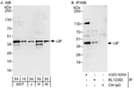 Detection of human and mouse UIF by western blot (h and m) and immunoprecipitation (h).