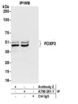 Detection of human FOXP3 by western blot of immunoprecipitates.