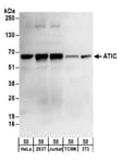 Detection of human ATIC by western blot.