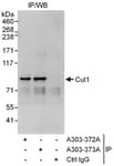 Detection of human Cul1 by western blot of immunoprecipitates.